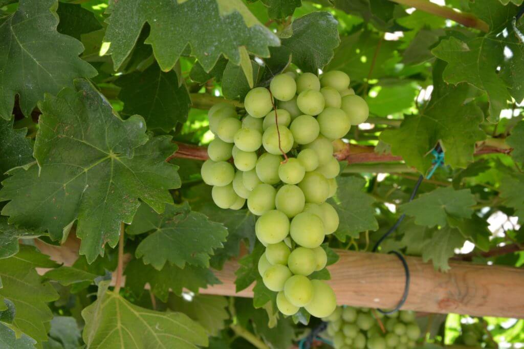 szczep winogron przeznaczony do produkcji wina