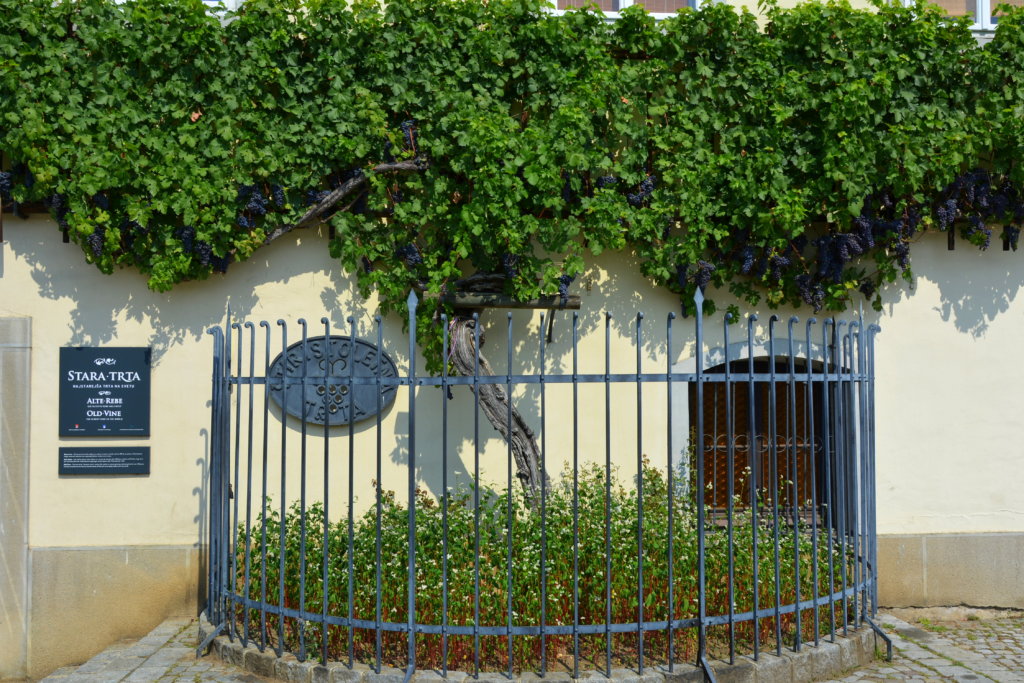 Najstarsza winorośl na świecie, Maribor, Słowenia